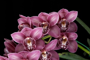 Cymbidium Erin Maxick Effervescence HCC/AOS 77 pts.